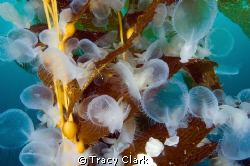 A rare event in the waters of San Diego, California, USA.... by Tracy Clark 